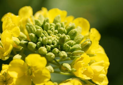 201103051137-DSC03286.jpg