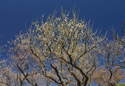 201103051205-DSC03361.jpg