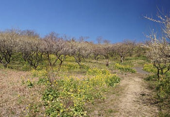 201103051207-DSC03367.jpg