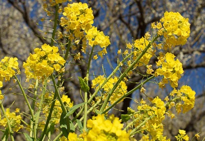 201103051216-DSC03382.jpg