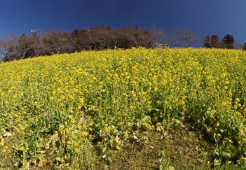 201103051238-DSC03428.jpg