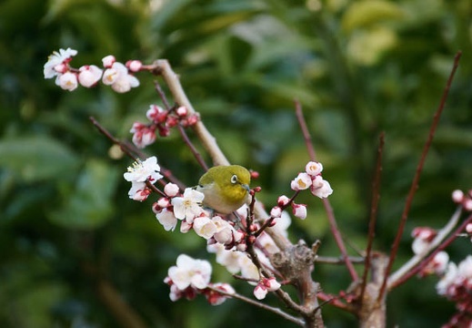 201103081537-DSC03978.jpg