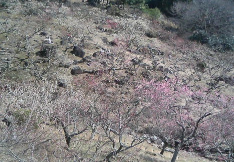 20110309125420-SO902i.jpg