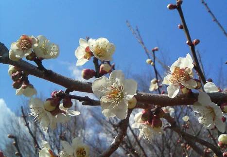 20110309125939-SO902i.jpg