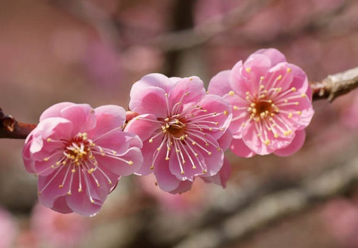 201103091320-DSC04170.jpg