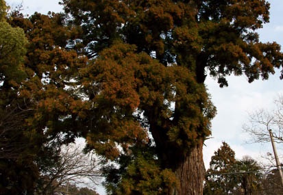 201103091446-DSC04290.jpg
