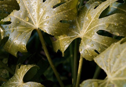 201103091625-DSC04415.jpg