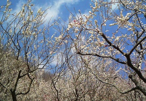 20110310132405-SO902i.jpg
