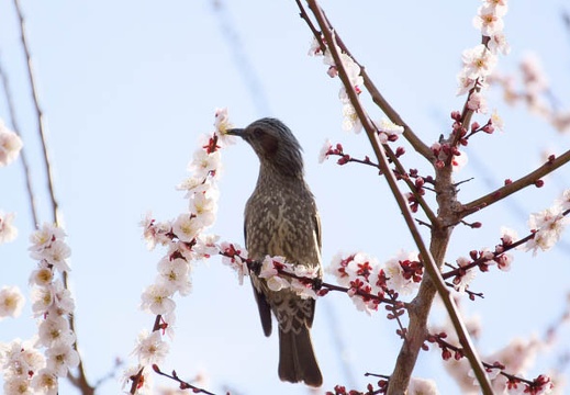 201103111401-DSC04953.jpg