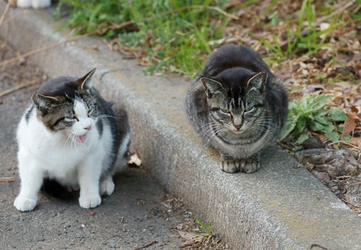 201103111549-DSC05113.jpg