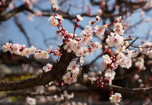 201103131231-DSC05722.jpg