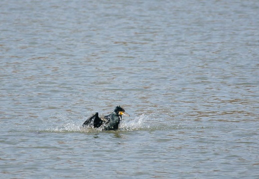 201103131239-DSC05752.jpg