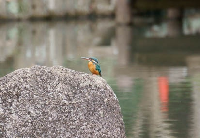 201103161123-DSC06304.jpg