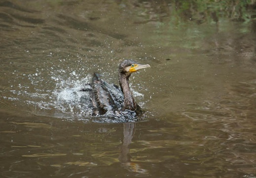 201103161210-DSC06346.jpg