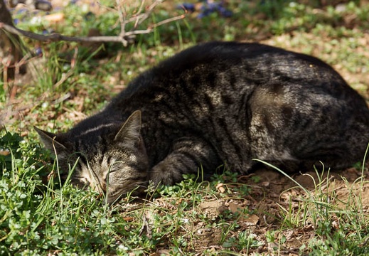 201103161402-DSC06456.jpg