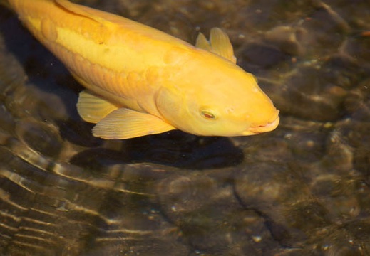 201103171145-DSC06697.jpg