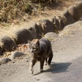 201103171328-DSC06812.jpg