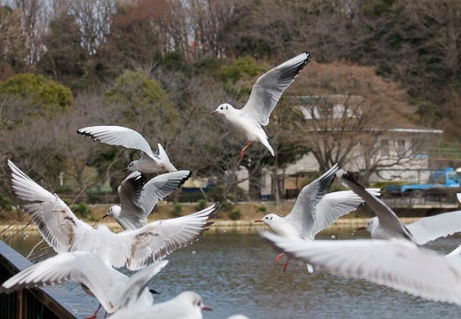 201103171351-DSC06845.jpg