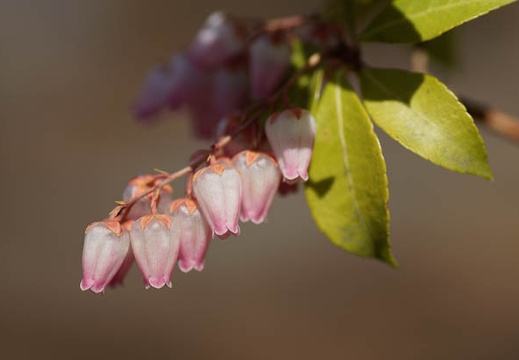 201103191050-DSC07285.jpg