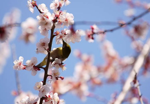 201103191108-DSC07322.jpg
