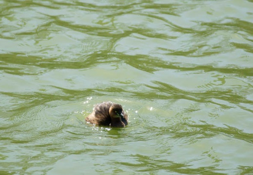 201103191124-DSC07453.jpg
