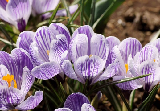 201103191336-DSC07703.jpg