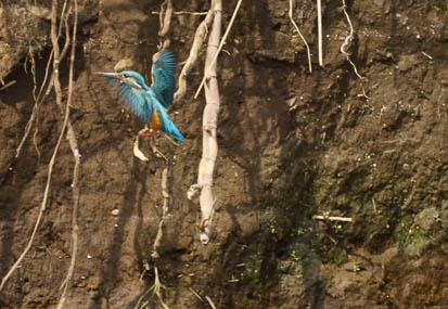 201103201054-DSC07831.jpg