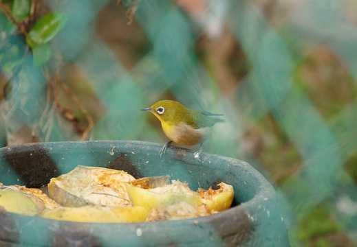 201103201134-DSC08034.jpg