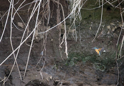 201103201301-DSC08314.jpg