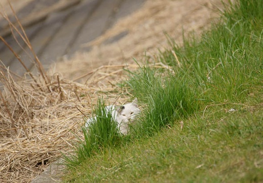 201103201312-DSC08357.jpg