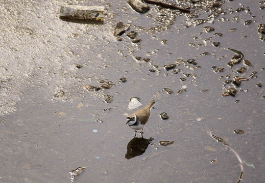 201103201415-DSC08521.jpg