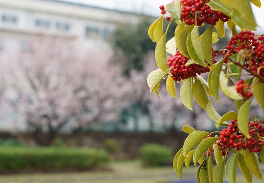 201103211306-DSC00134.jpg