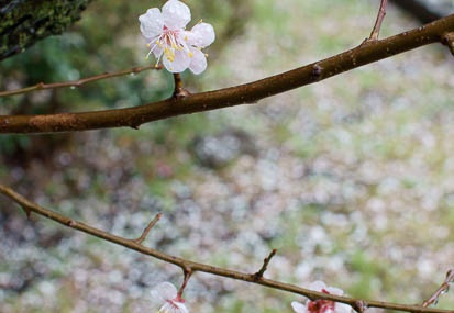 201103211320-DSC00227.jpg