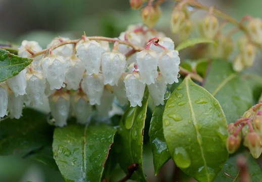 201103211353-DSC00349.jpg