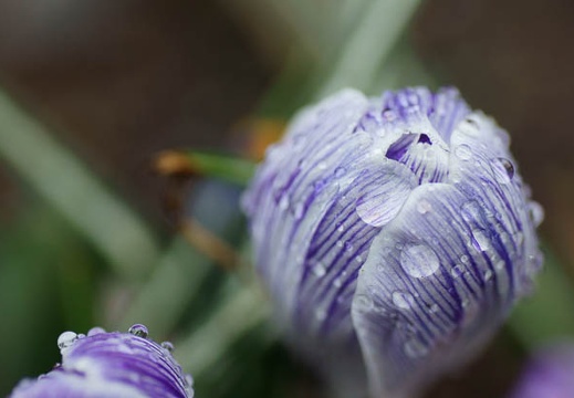 201103211457-DSC00527.jpg