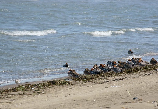 201103260954-DSC00994.jpg