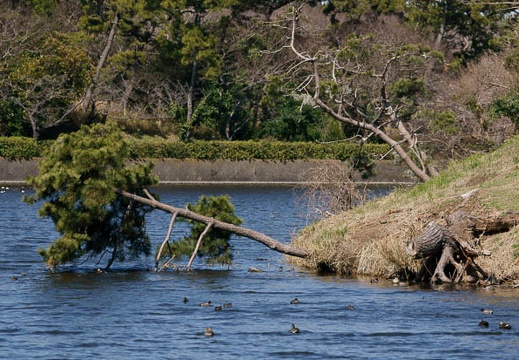 201103261023-DSC01104.jpg