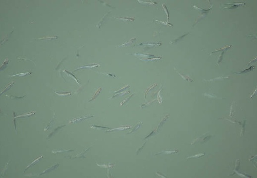 201103261330-DSC01414.jpg