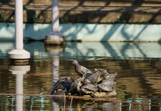 201103291446-DSC02407.jpg