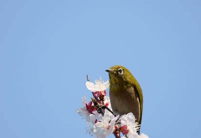 201103291522-DSC02505.jpg