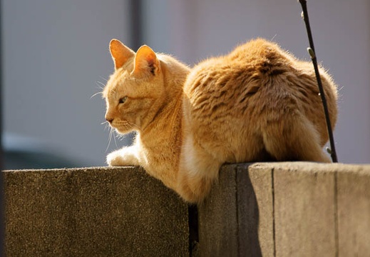 201103291538-DSC02530.jpg