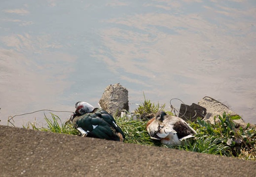 201103301519-DSC03019.jpg