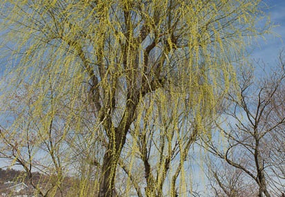 201104011229-DSC03123.jpg