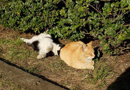 201104051552-DSC04518.jpg