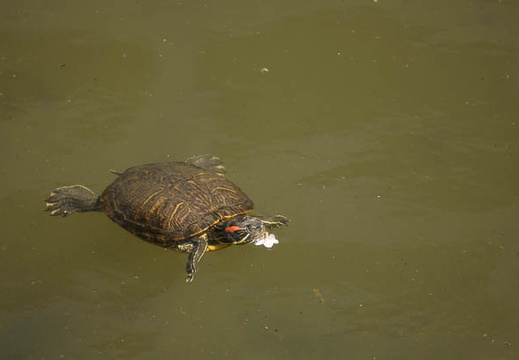 201104061214-DSC04993.jpg