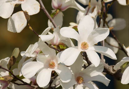 201104061424-DSC05363.jpg