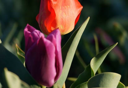 201104061622-DSC05523.jpg