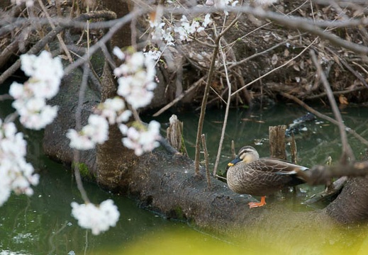 201104061636-DSC05580.jpg
