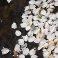 201104071419-DSC05911.jpg