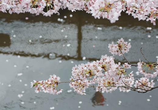 201104101247-DSC06128.jpg